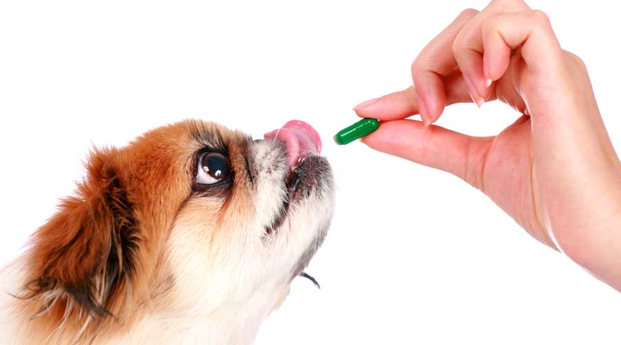 5 Ways to Welcome Pets to Your Pharmacy 