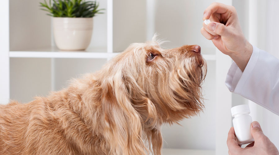 How to Make Your Pharmacy Pet-Friendly by Elements magazine | pbahealth.com